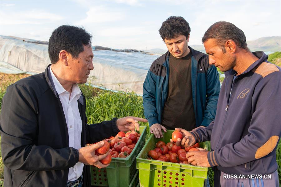 Первый проект сотрудничества Китая и Таджикистана в области тепличного хозяйства