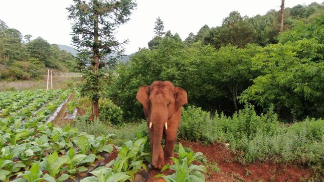 В провинции Юньнань начали оценивать потери и возмещать убытки из-за перемещения диких слонов 