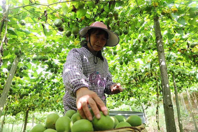 Выращивание архата увеличивает доходы фермеров Гуанси
