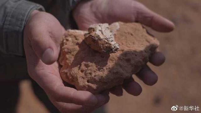 На севере Китая обнаружена окаменелость обитавшего 125 млн лет назад игуанодону