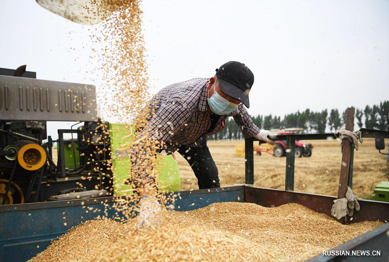 Крестьяне пров. Хэнань заняты уборкой пшеницы