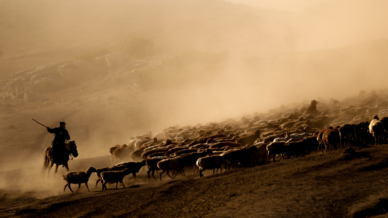 Синьцзянская полиция охраняет пастухов во время перегона скота