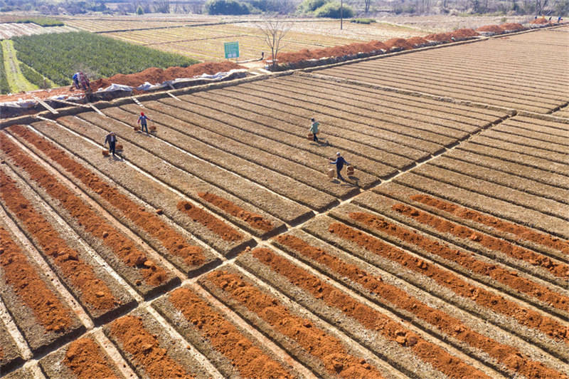 В провинции Цзянси собирают чайные ростки камелии масличной