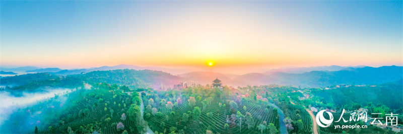 На чайных плантациях провинции Юньнань зацвели вишни