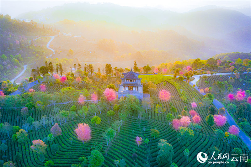 На чайных плантациях провинции Юньнань зацвели вишни