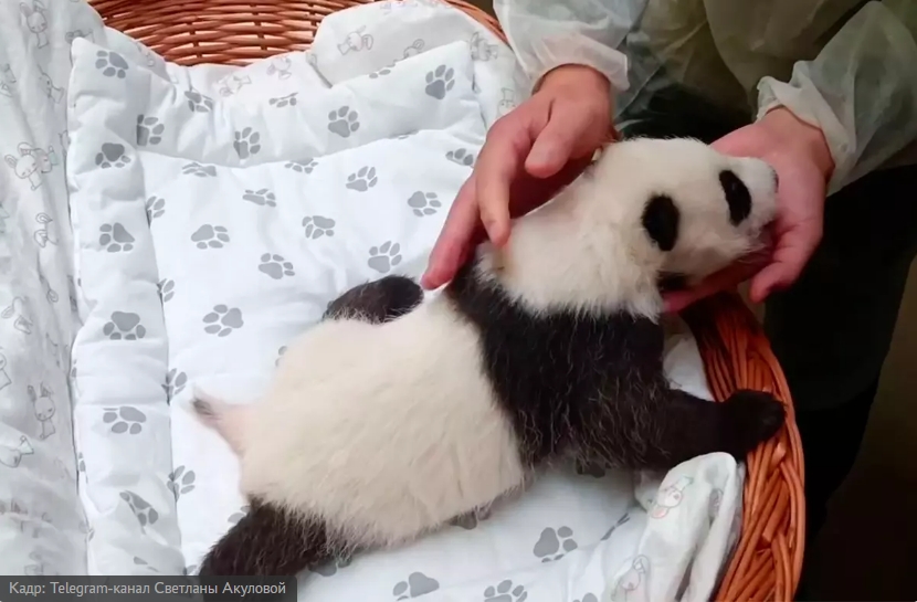 В Московском зоопарке показали впервые открывшую глаза полуторамесячную панду