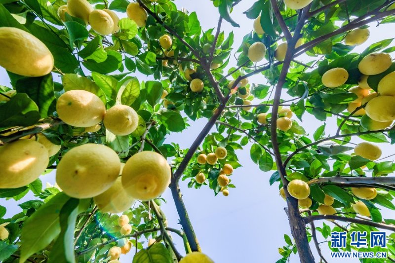 В районе Туннань города Чунцин процветает производство лимонов