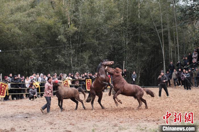 В Гуанси прошли традиционные бои коней