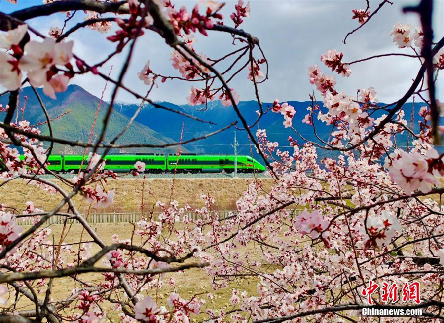 «Цветущая» железная дорога Лхаса-Ньингчи в Сицзане