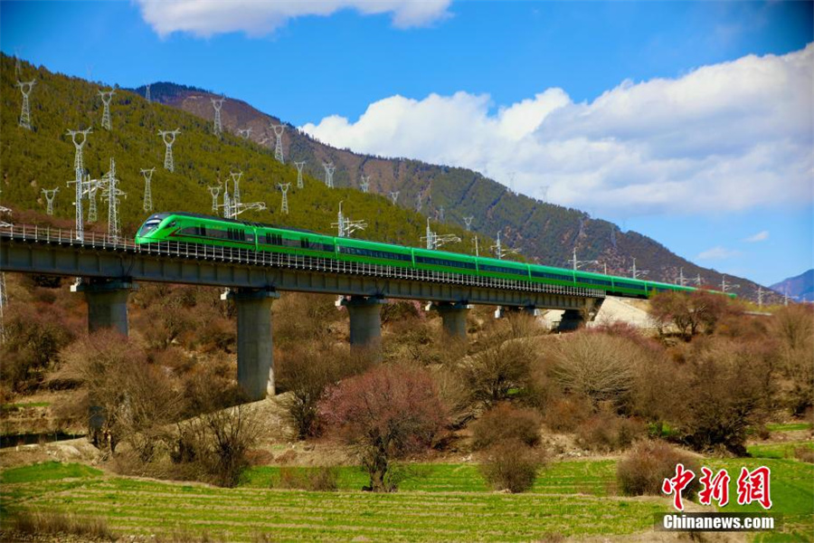 «Цветущая» железная дорога Лхаса-Ньингчи в Сицзане