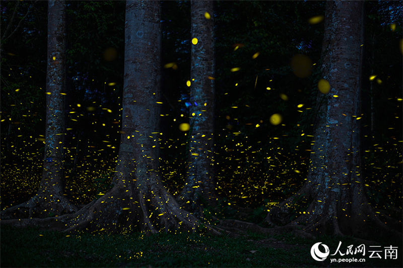 В тропическом ботаническом саду Китая начался сезон наблюдения за светлячками
