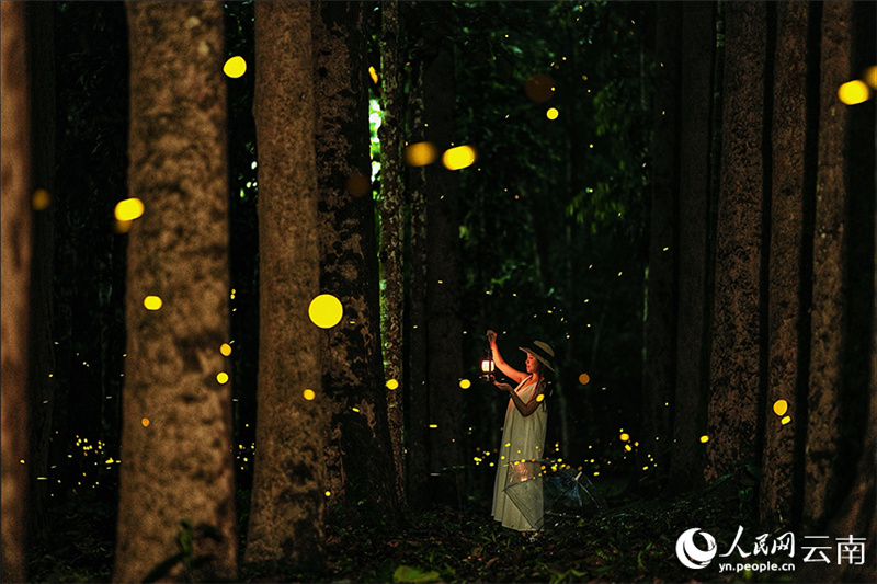 В тропическом ботаническом саду Китая начался сезон наблюдения за светлячками