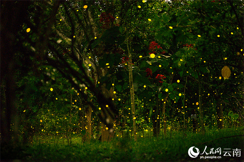 В тропическом ботаническом саду Китая начался сезон наблюдения за светлячками