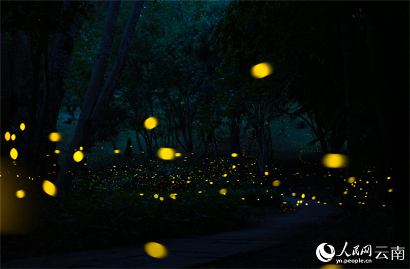 В тропическом ботаническом саду Китая начался сезон наблюдения за светлячками