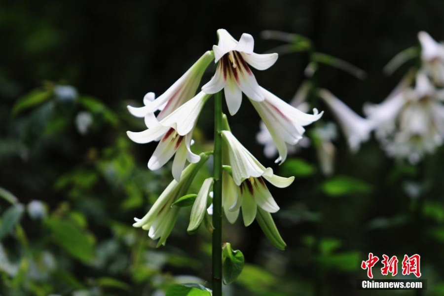 В китайском заповеднике зацвели тысячи редких диких лилий