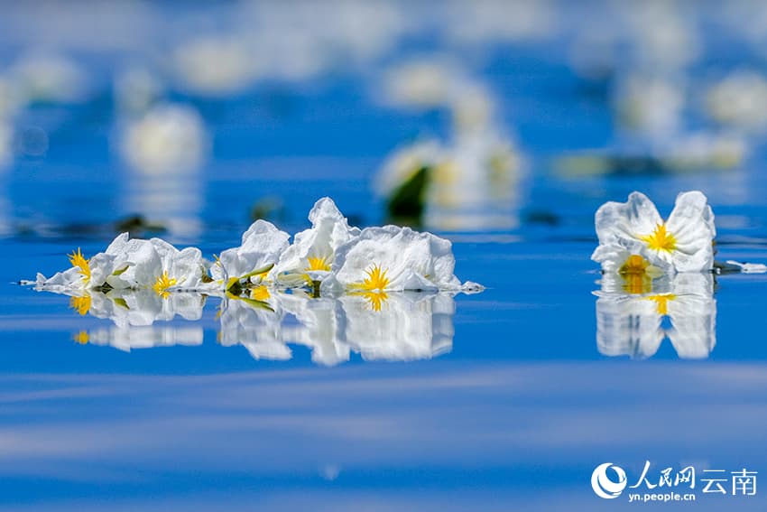 На озере Эрхай расцвел «индикатор качества воды»