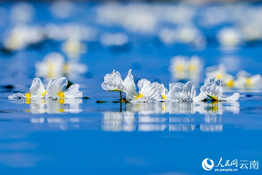 На озере Эрхай расцвел «индикатор качества воды»