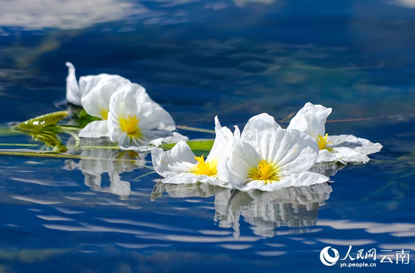 На озере Эрхай расцвел «индикатор качества воды»