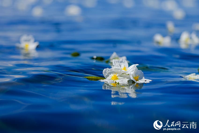 На озере Эрхай расцвел «индикатор качества воды»