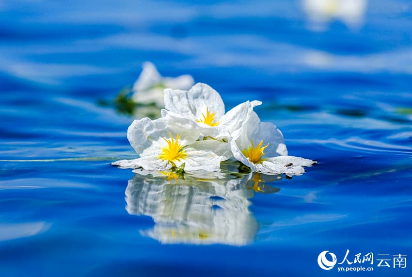 На озере Эрхай расцвел «индикатор качества воды»