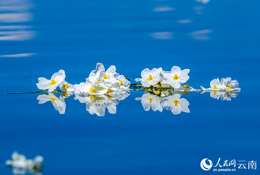 На озере Эрхай расцвел «индикатор качества воды»