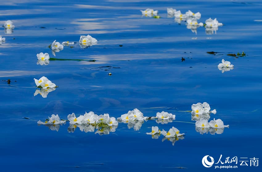 На озере Эрхай расцвел «индикатор качества воды»