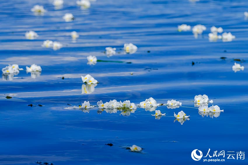 На озере Эрхай расцвел «индикатор качества воды»