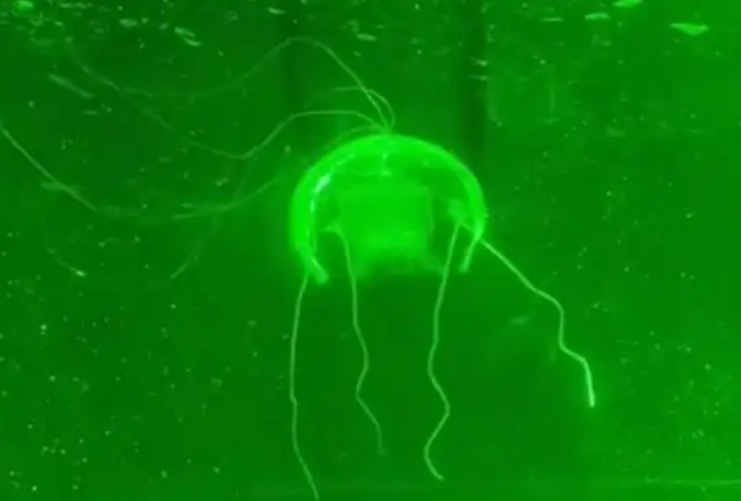 В Китае разработали робота-медузу для подводных исследований