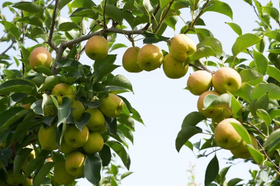 В Синьцзяне на рынок поступили ароматные груши Корла