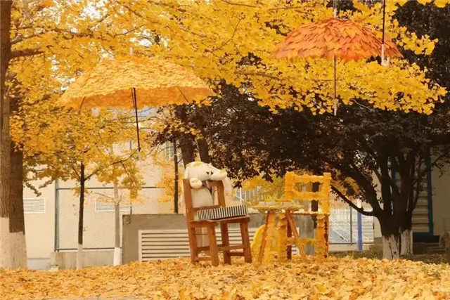 В Даляне уборщицы университета устроили осеннюю сказку из листьев гинкго