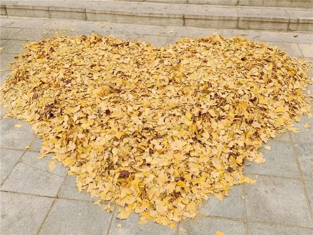 В Даляне уборщицы университета устроили осеннюю сказку из листьев гинкго
