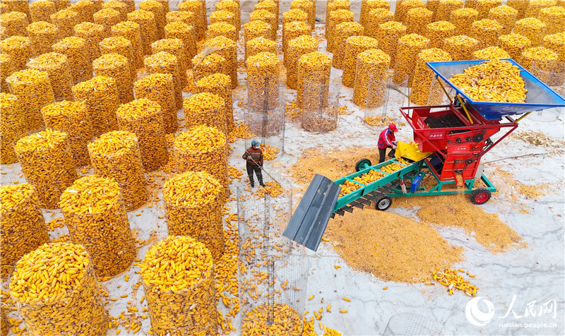 В провинции Шаньдун идет активная уборка кукурузы