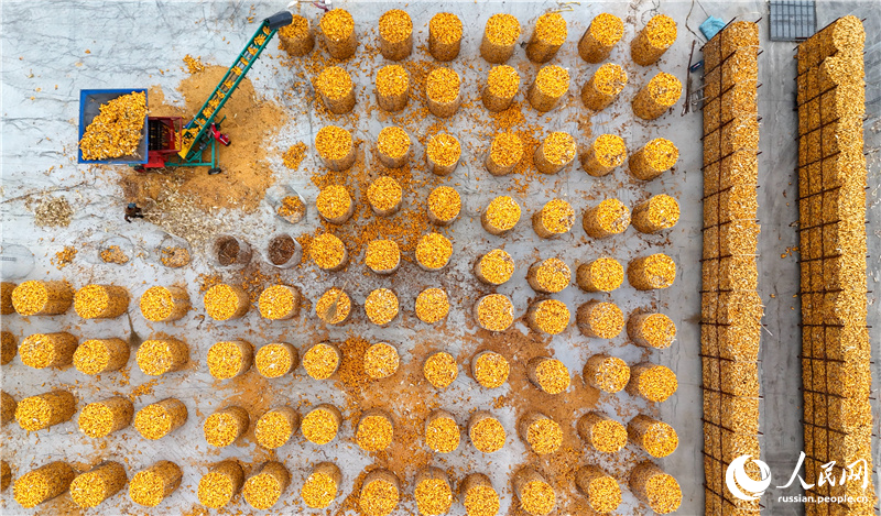 В провинции Шаньдун идет активная уборка кукурузы