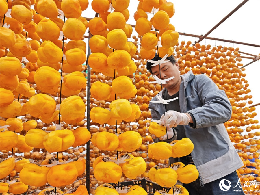 Хурма приносит процветание уезду Шуньпин