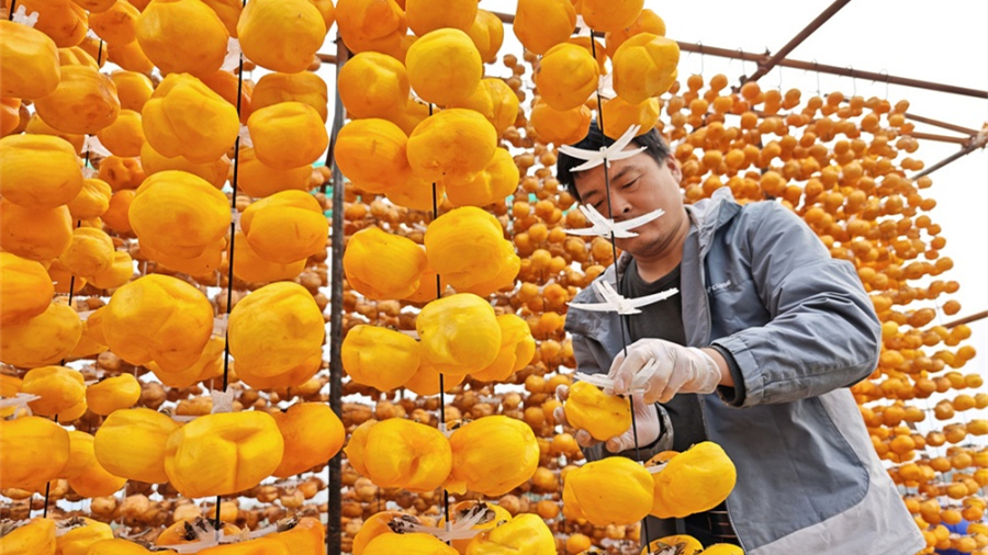 Хурма приносит процветание уезду Шуньпин                    В уезде Шуньпин провинции Хэбэй /Северный Китай/ созревает хурма. Местные жители заняты сбором плодов, их упаковкой и переработкой.