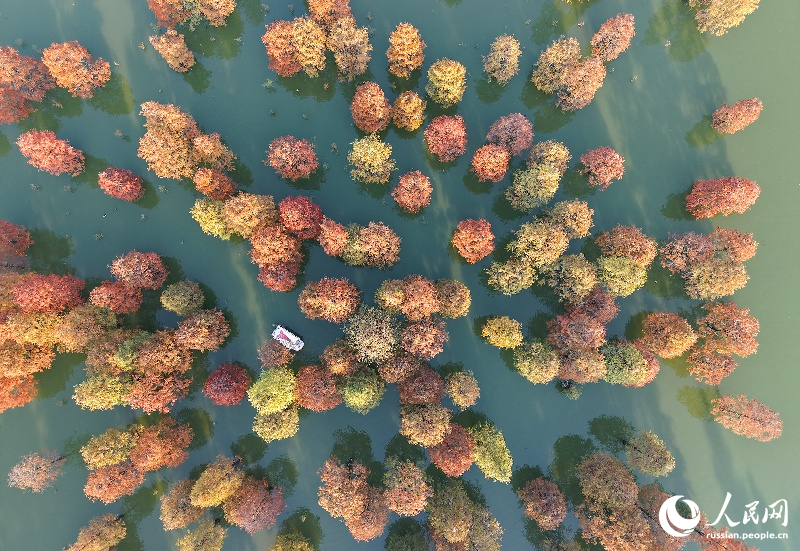 Красочные кипарисы в провинции Аньхой