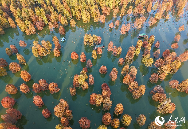 Красочные кипарисы в провинции Аньхой