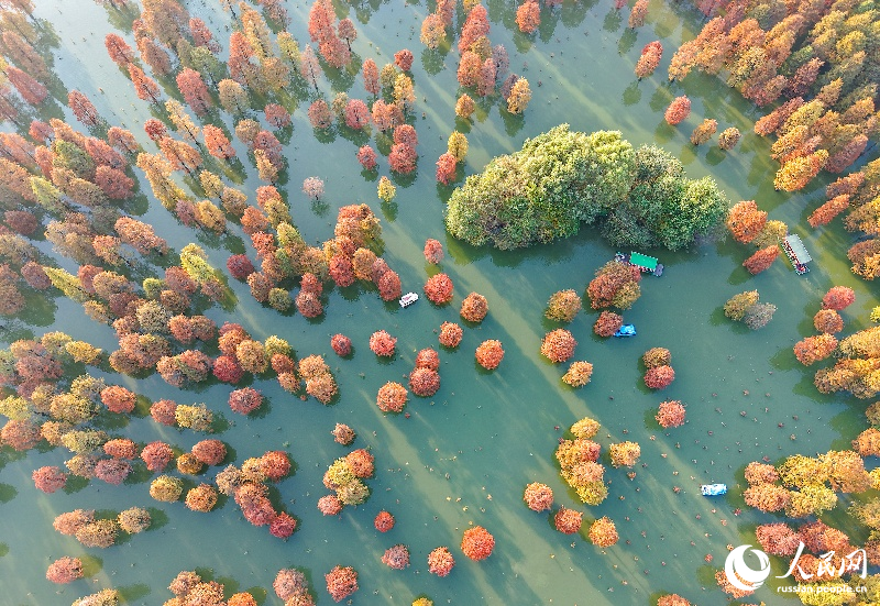 Красочные кипарисы в провинции Аньхой