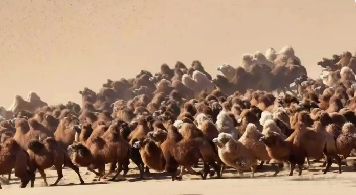 В аймаке Алашань Внутренней Монголии начался зимний перегон верблюдов