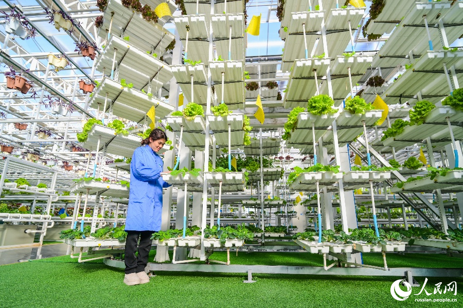 Интеллектуальное сельское хозяйство способствует развитию Синьцзяна