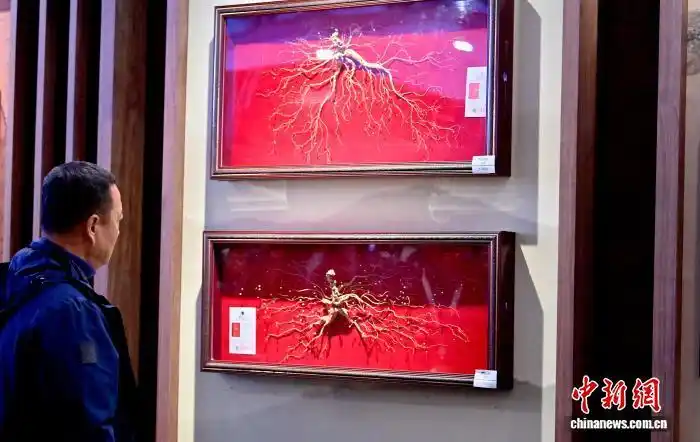 Выставка в Цзилине представила редкие образцы женьшеня