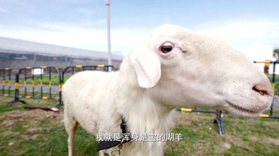 Как одна порода овцы стала основой миллиардной индустрии в Китае