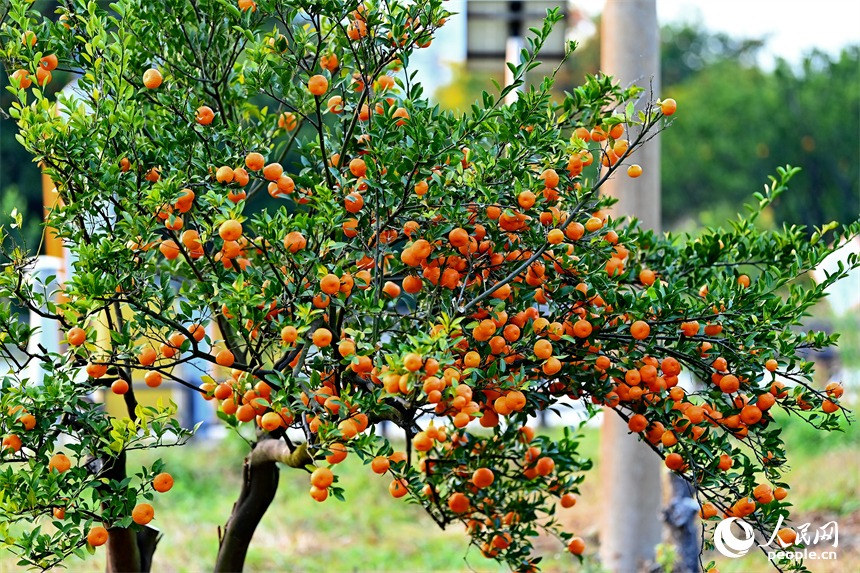 Мандарины уезда Наньфэн стали экспортным хитом