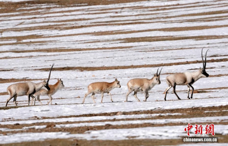 Тибетские антилопы на зимнем плато