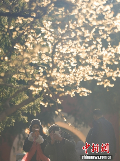 Зимоцвет привлек посетителей в пекинский храм Вофосы