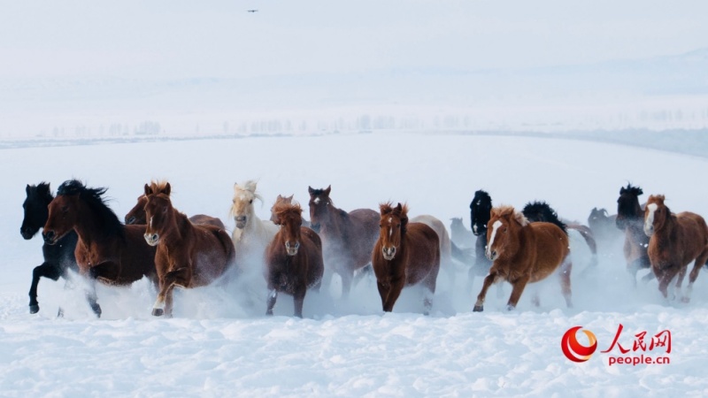 Дикая красота скакунов в снегах Синьцзяна