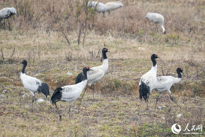 В китайском заповеднике Цаохай зимует рекордное количество черношейных журавлей