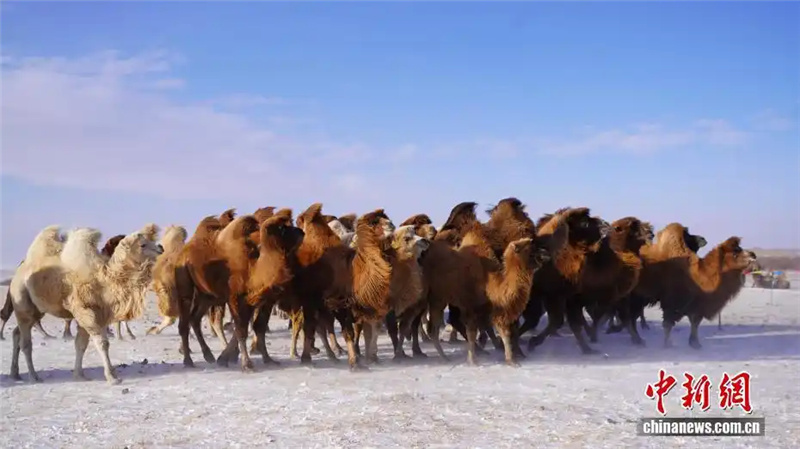 В аймаке Шилин-Гол Внутренней Монголии прошел зимний фестиваль верблюдоводов