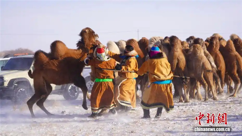 В аймаке Шилин-Гол Внутренней Монголии прошел зимний фестиваль верблюдоводов