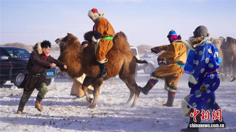 В аймаке Шилин-Гол Внутренней Монголии прошел зимний фестиваль верблюдоводов